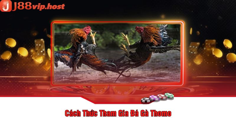 Cách Thức Tham Gia Đá Gà Thomo