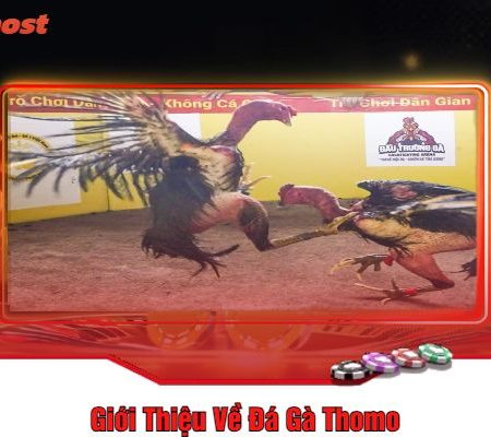 Đá Gà Trực Tiếp Thomo – Những Trận Đấu Đỉnh Cao